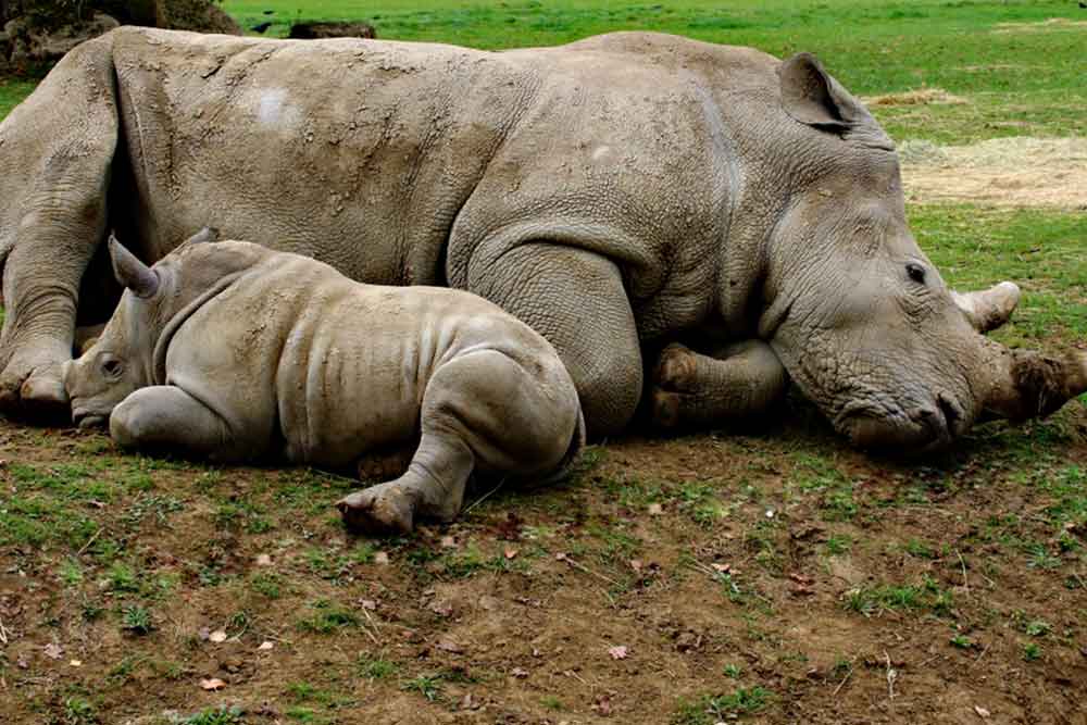 extinct rhinos