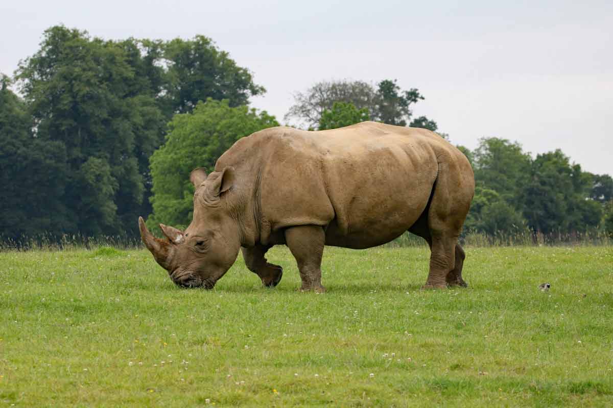 how many black rhinos are left
