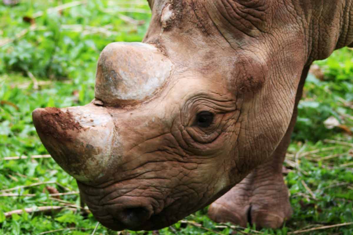 interesting facts about the rhinoceros