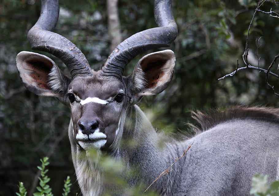 african horned deer