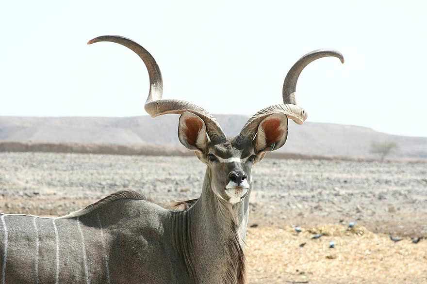 animals with horns