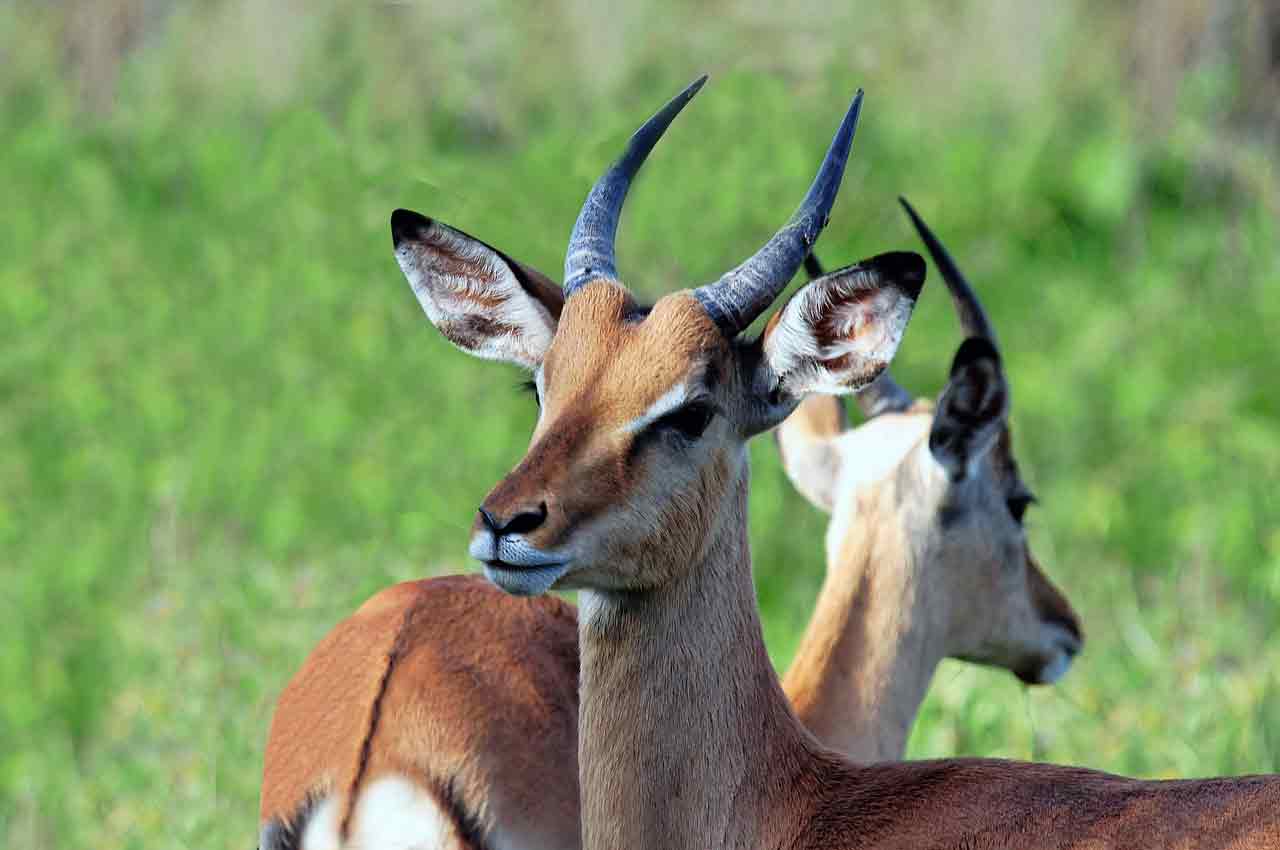 type of antelope in africa african antelope types types of antelope in south africa species of antelope in africa