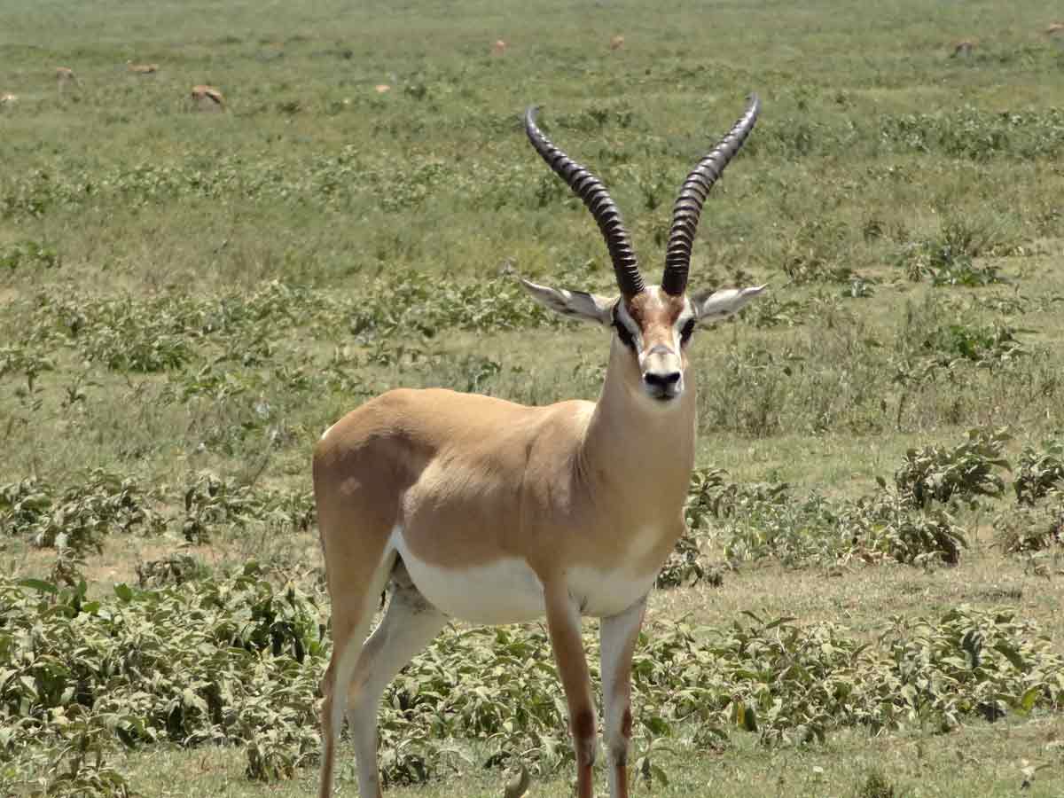 impala-animal-facts
