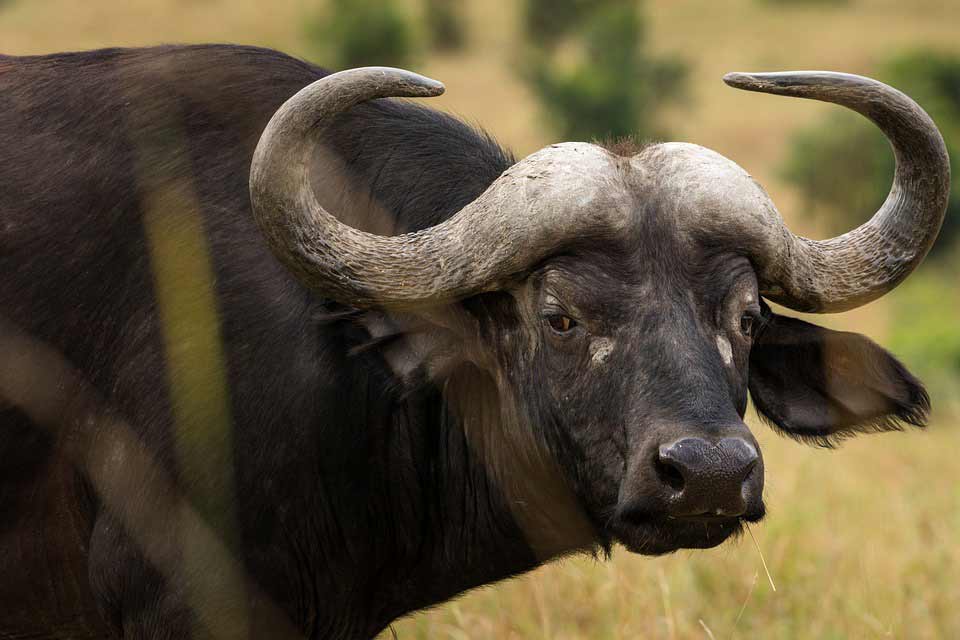 african buffalo facts cape buffalo facts biggest cape buffalo african buffalo facts national geographic cape buffalo facts for kids cape buffalo fun facts african buffalo facts for kids interesting facts about african buffalo