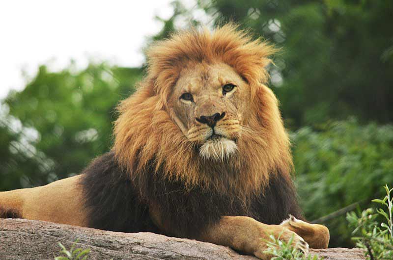 african lion facts facts about male lions african lion facts for kids interesting facts about african lions biggest african lion african lion fun facts west african lion facts facts about lion prides south african lion facts east african lion facts african lion amazing facts biggest male lion in the world