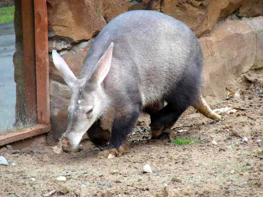 Aardvark Facts
