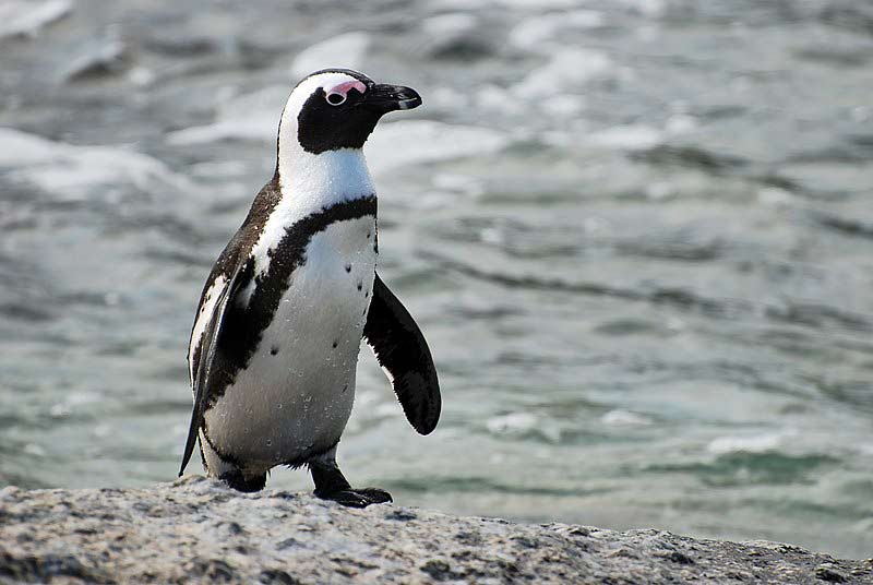 african penguin facts african penguin facts for kids african penguin fun facts interesting facts about african penguins south african penguin facts african penguin facts for kids african penguin fun facts interesting facts about african penguins south african penguin facts african penguin jackass penguin south african penguins african penguin facts african penguin habitat black footed penguin african black footed penguin cape penguins african penguin lifespan african penguin diet african penguin predators african penguin scientific name the african penguin african penguin endangered african penguin and seabird sanctuary african penguin life cycle african penguin population sanccob meaning african penguin height demersus african penguin size the jackass penguin sanccob save the penguins african penguin for sale african penguin conservation status african penguin behavior african penguin weight african rock penguin african penguin food afro penguin african penguin location african penguin conservation african penguin eggs african penguin swimming african penguin species african penguin iucn african penguin range african penguin feet african penguin colony african penguin nest south african black footed penguin african penguin description sanccob penguins scientific name for african penguin sanccob saves seabirds african penguin classification african penguin eat