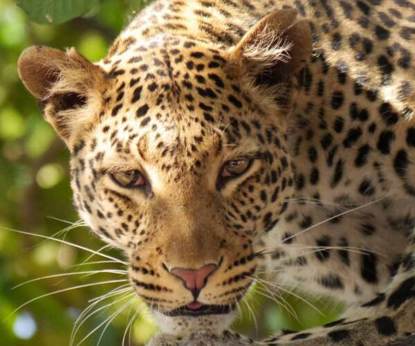 33 Exclusive Creatures Don’t Miss In African Wildlife Safaris