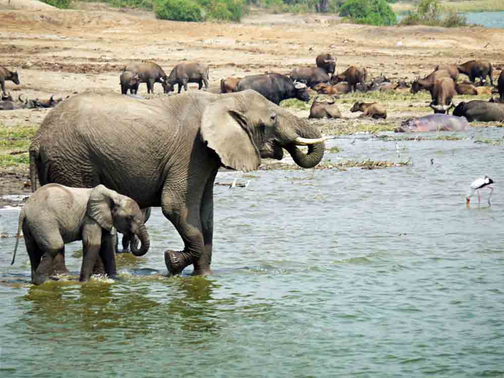 Queen Elizabeth National Park Wildlife Biodiversity Travel