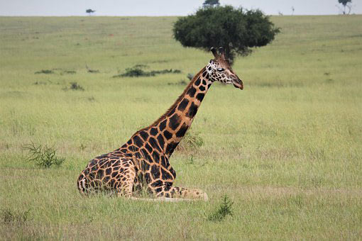 uganda wildlife