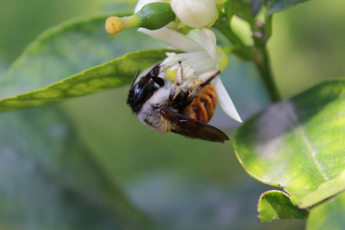 10 interesting facts about bees
