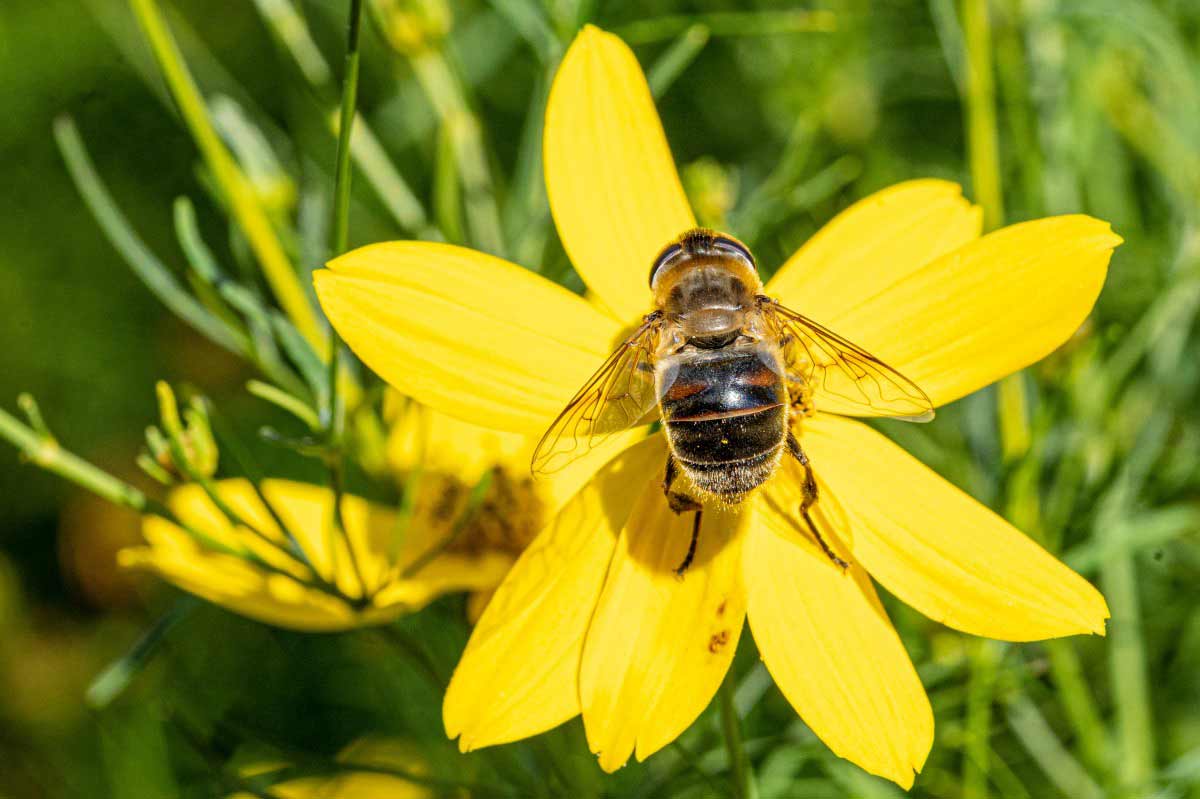 10 interesting facts about honey bees