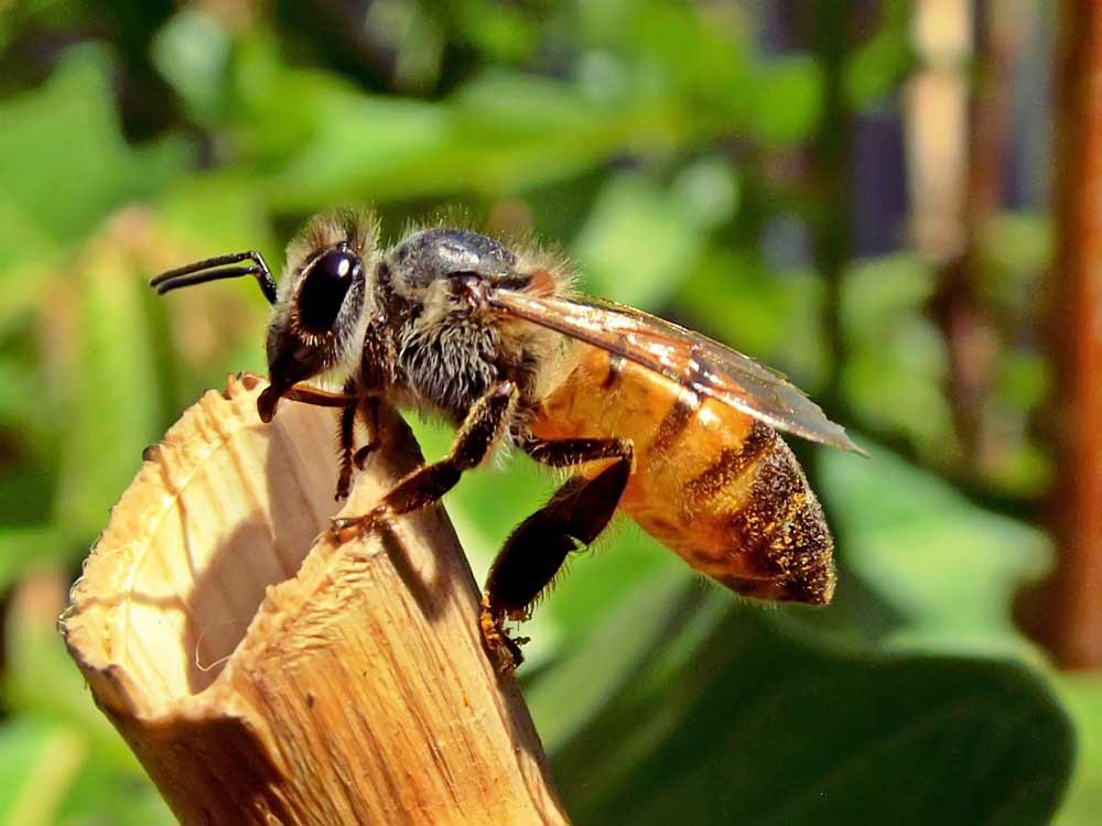 facts about bees and pollination