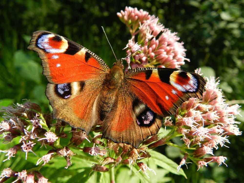 fun facts about monarch butterflies
