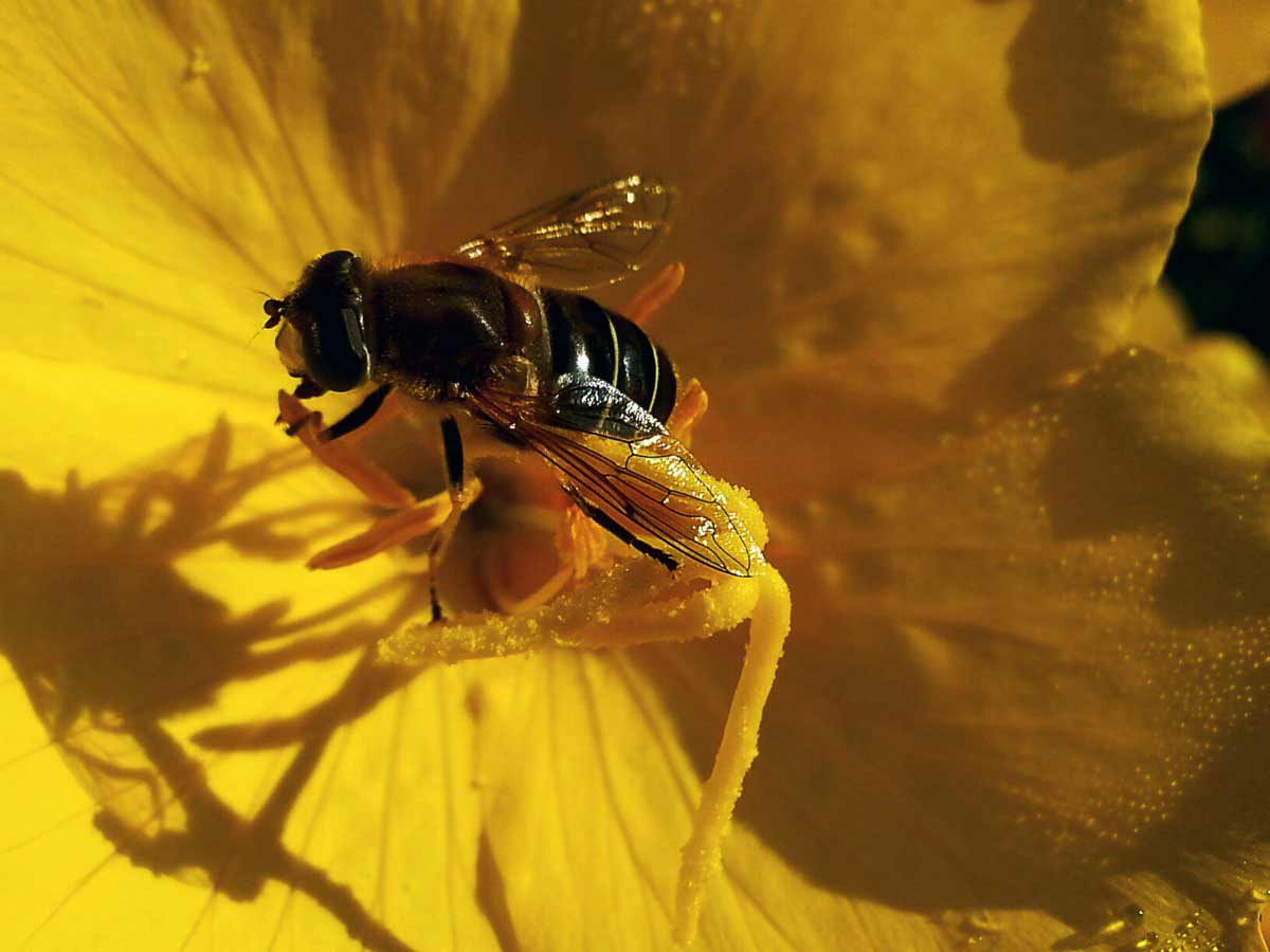 interesting facts about honey bees