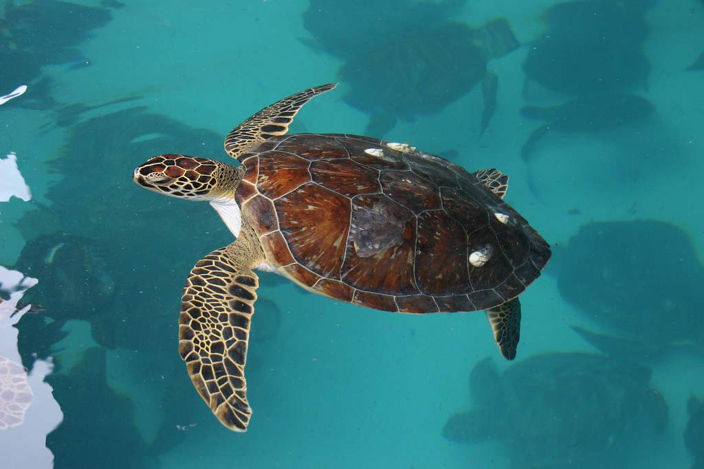 interesting facts about sea turtles